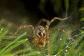 Funnel-web spider in a web