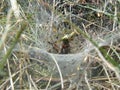 A funnel web spider eating a grasshopper that got stuck in his web Royalty Free Stock Photo
