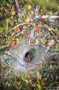 Funnel-web spider in his tunnel in the grass Royalty Free Stock Photo