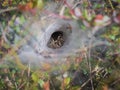 Funnel-web spider in his tunnel in the grass Royalty Free Stock Photo