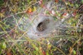 Funnel-web spider in his tunnel in the grass Royalty Free Stock Photo