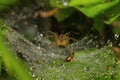 Funnel Web Spider, Pavana, Pune District, Maharashtra Royalty Free Stock Photo