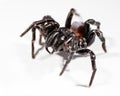 Funnel web spider