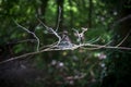 Funnel web spider`s web seen within interconnecting branches in a forest location. Royalty Free Stock Photo