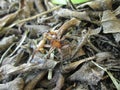 Funnel Web Spider. Royalty Free Stock Photo