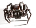 Funnel web spider Royalty Free Stock Photo