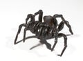 Funnel web spider Royalty Free Stock Photo