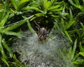 Funnel web weaver Royalty Free Stock Photo