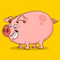 Funniest pig.