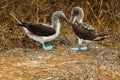 The funnily called blue-footed boobies from the Galapagos, Ecuador