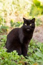 Funnny black cat meows outdoors nature