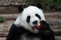 Close up Happy Panda Royalty Free Stock Photo