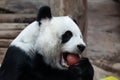 Close up Happy Panda Royalty Free Stock Photo