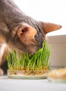 Funny Abyssinian blue-beige cat eats grass for the stomach health of pets on the windowsill. Concept of pet care and healthy food