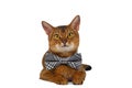 Funny Abyssinian Cat Lying bow tie, Curiously Looking in Camera