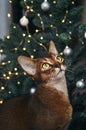 Funny Abyssinian cat next to decorated Christmas tree with garland lights.