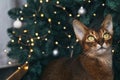 Funny Abyssinian cat next to decorated Christmas tree with garland lights