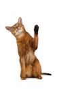 Funny Abyssinian Cat Sit, Curiously Looking and Raising up paw