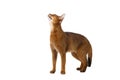 Funny Abyssinian Cat Standing and Looking up isolated on White