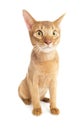 Funny Abyssinian cat