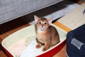 Funny Abyssinian kitten during accustoming to the cat tray.