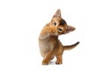Funny Abyssinian Kitty Close paw his nose, Isolated White Background