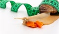 Funny Achatina snail close up, eats a carrot, next to the measuring tape, on white background. The concept of proper Royalty Free Stock Photo