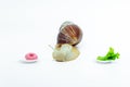 Funny Achatina snail is facing two saucers of food, decides what to choose a bagel or cabbage. on white background. Royalty Free Stock Photo