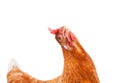 funny acting of brown female chicken hen isolated white background Royalty Free Stock Photo