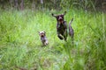 Funny active dog Drathaar, Yorkshire terrier play together outdoor in green park