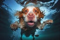 Funny active dog jumps into water underwater