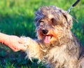 Funny active mini schnauzer