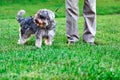 Funny active mini schnauzer