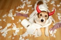 Funny dog after chewing a toilet paper, pet mischief or puppy training