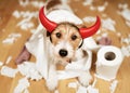Funny dog after chewing a toilet paper, dog mischief or puppy training