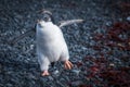 Funny adelie penguin chick waddling on shingle Royalty Free Stock Photo