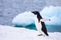 Funny Adelie Penguin running or waddling on iceberg with excitement in Antarctica, frozen landscape with snow and ice, Antarctic Royalty Free Stock Photo