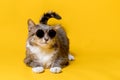A funny, adorable cat in sunglasses, the tail above his head looks like a feather. Copy space. Isolated, on a yellow Royalty Free Stock Photo
