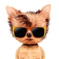 Funny adorable doggy girl with elegance sunglasses