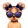 Funny adorable doggy girl with elegance sunglasses