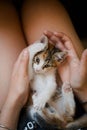 Funny, adorable kitten playing on a woman`s lap