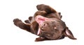 Funny adorable Labrador puppy lying on his back