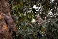 Funny and adorable squirrels climbed on a tree while looking at each other, one from the trunk and the other from a branch