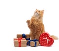 Funny adult ginger cat sitting in the middle of boxes wrapped in brown paper and tied with silk ribbon