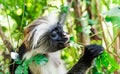 Funny african monkey eating green plant Royalty Free Stock Photo