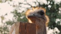 Funny African ostrich pecks at a fence