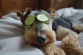 Funny airedale terrier dog spa, laying in bed and relaxing, cucumber slices on eyes Royalty Free Stock Photo