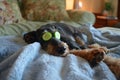 Funny airedale terrier dog spa, laying in bed and relaxing, cucumber slices on eyes Royalty Free Stock Photo