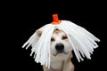 Funny akita dog celebrating carnival or halloween with a white mop wig. Isolated on black background Royalty Free Stock Photo