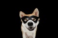 Funny akita dog celebrating halloween, carnival or new year with a hero mask costume. Isolated on black background